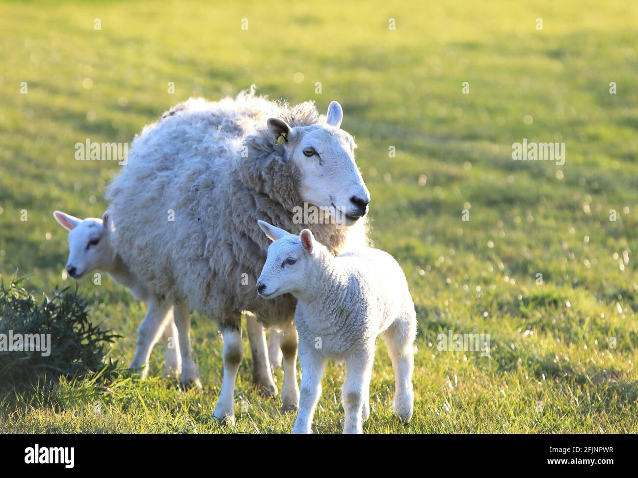 Schafe und Lämmer in der Frühlingssonne in Suffolk, East Anglia, Großbritannien Stockfoto