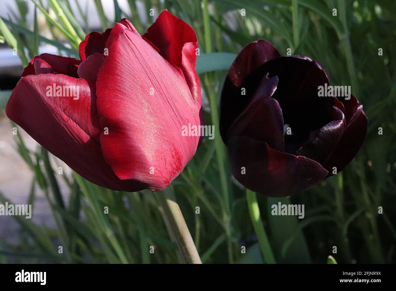 Tulipa ‘Ruby Prince’ Single Early 1 tieflila schwarze Blüten Tulipa ‘Queen of Night’ Single Late 5 tiefrote Blütenblätter, tiefer Fliederfluß April, England Stockfoto