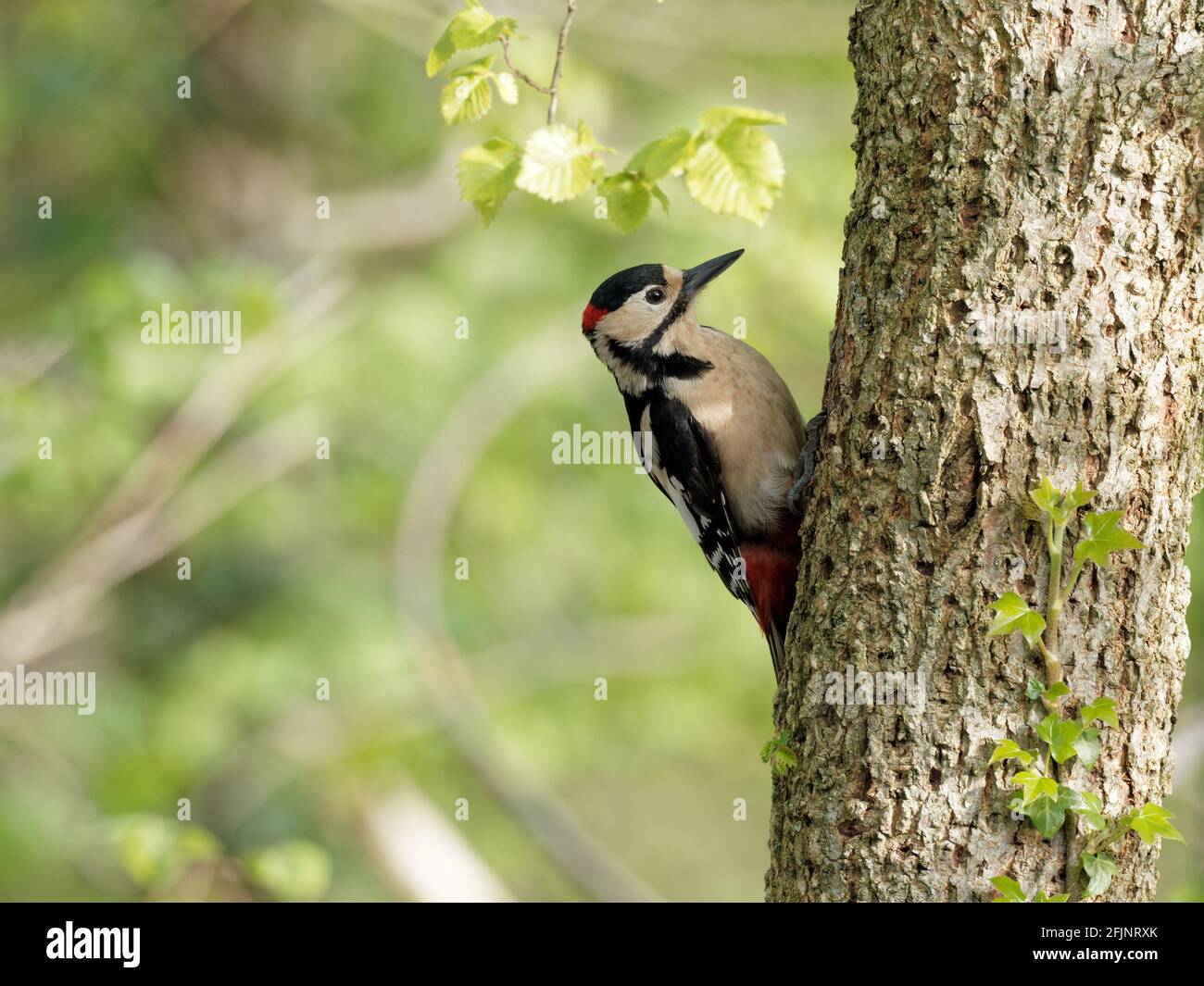 Ein männlicher Buntspecht (Dendrocopos major), der am Baum bei Big Pool Wood, einem Wildlife Trust Reservat in Gronant, N, nach Insekten sucht Stockfoto