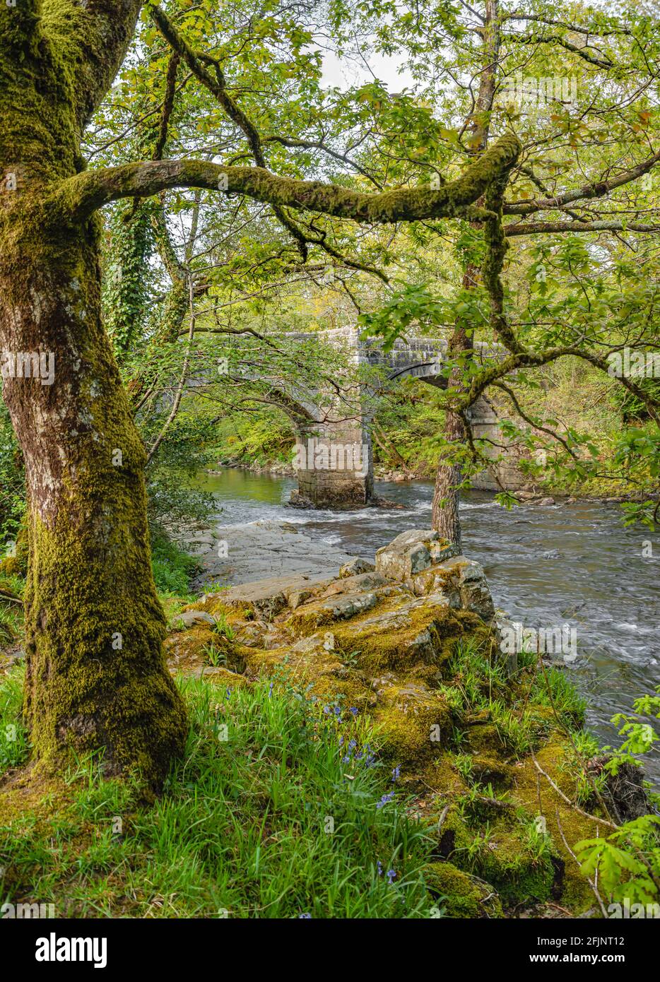 Wald aus Riverside Oak im Dartmoor National Park, Devon, England, Großbritannien Stockfoto