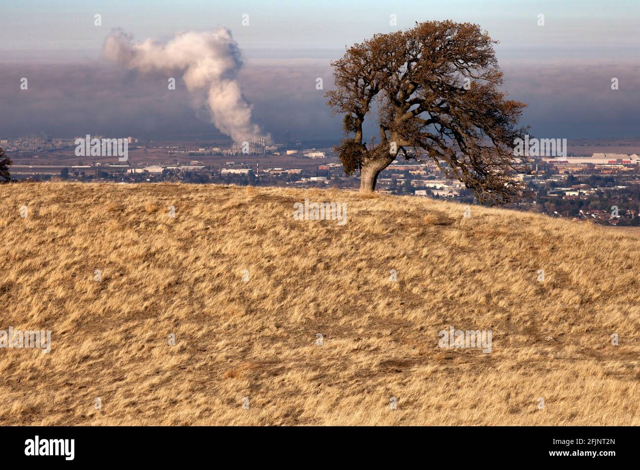 Der Dampf steigt für ein Kraftwerk in Pittsburgh, Kalifornien, als die Umkehrung des Oak Tree, der auf einem Hügel im Black Diamond Mines Regional Preser sitzt Stockfoto