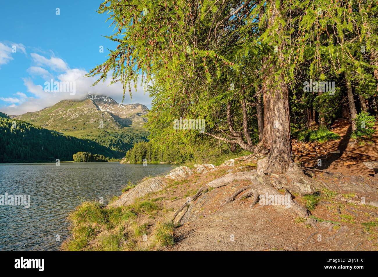 Sommermorgen auf der Chaste Peninsula, Sils-See, Oberengadin, Schweiz, mit Piz Margna im Hintergrund Stockfoto