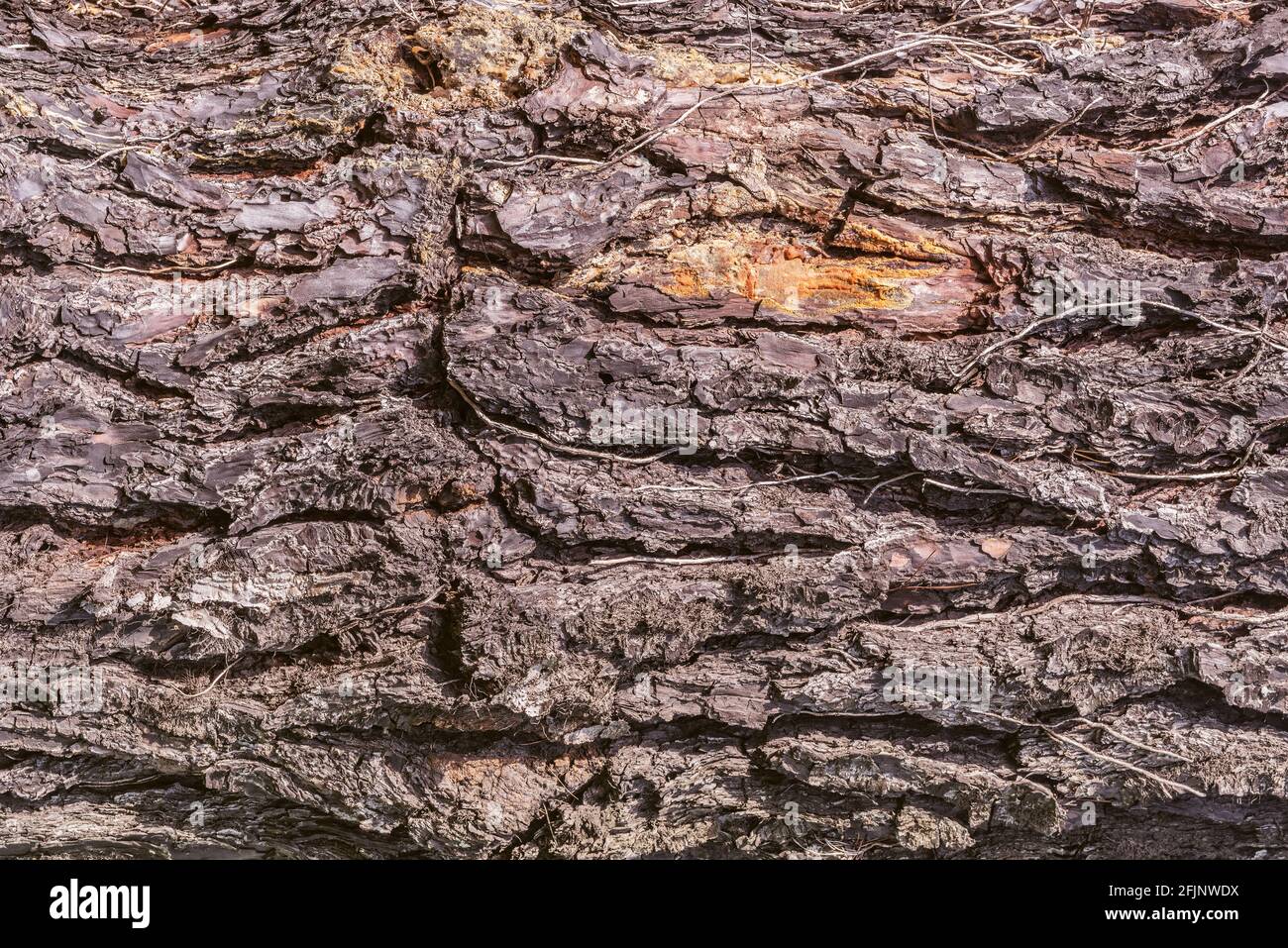 Baum-Rinde-Textur. Oberfläche des alten Baumstammes. Stockfoto