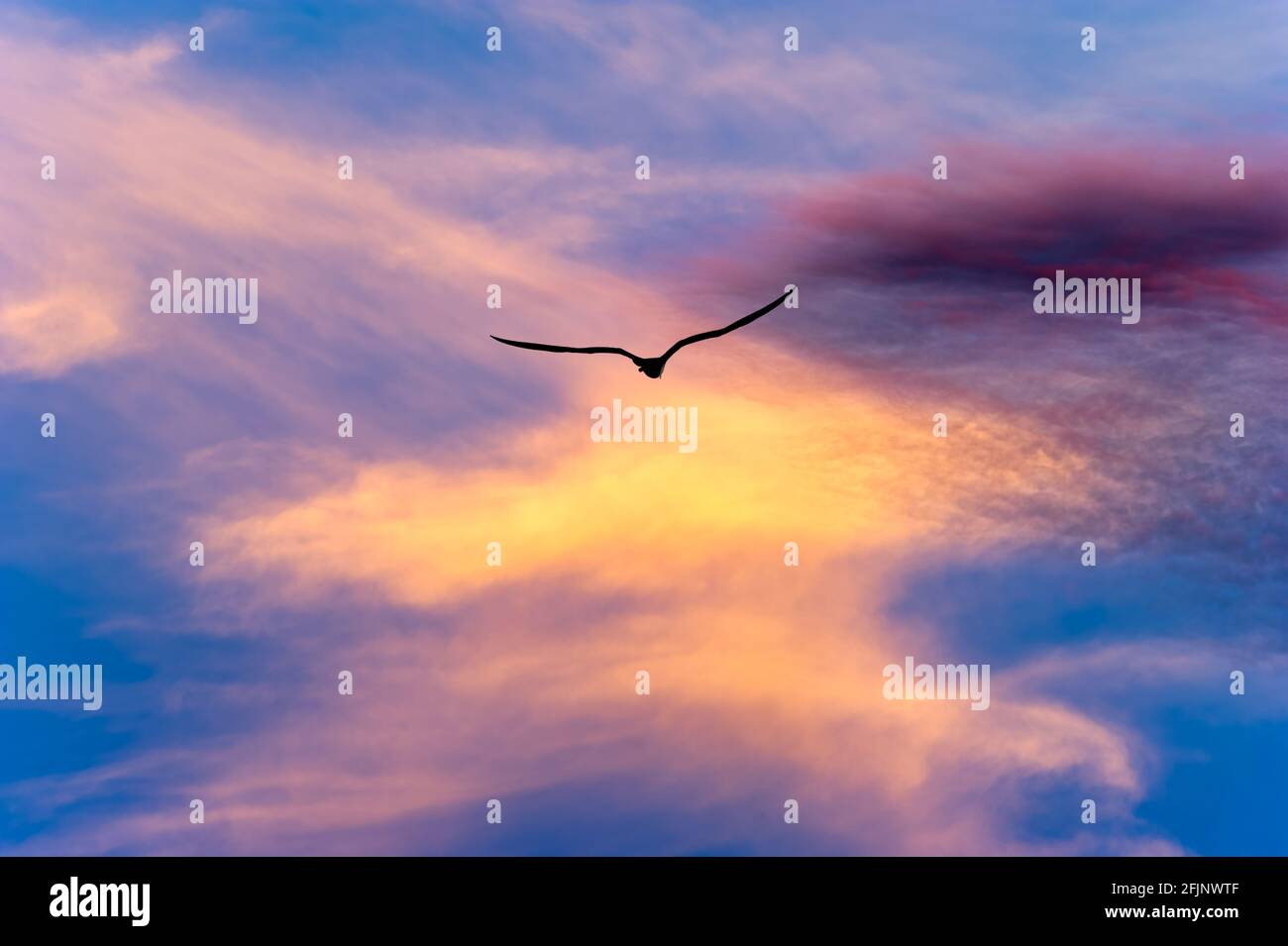 Ein einziger Vogel fliegt mit Flügeln, die sich in Silhouetten ausbreiten Ein lebendiger, farbenfroher Sonnenuntergang am Himmel Stockfoto