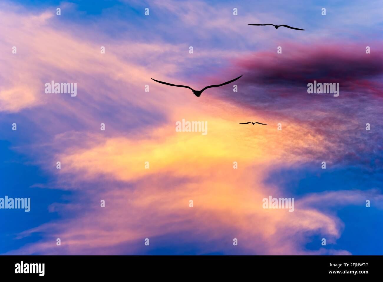 Drei Vögel Fliegen Zusammen Mit Flügeln, Gegen Die Sich Silhouetten Ausbreiten Ein lebendiger, farbenfroher Sonnenuntergang am Himmel Stockfoto