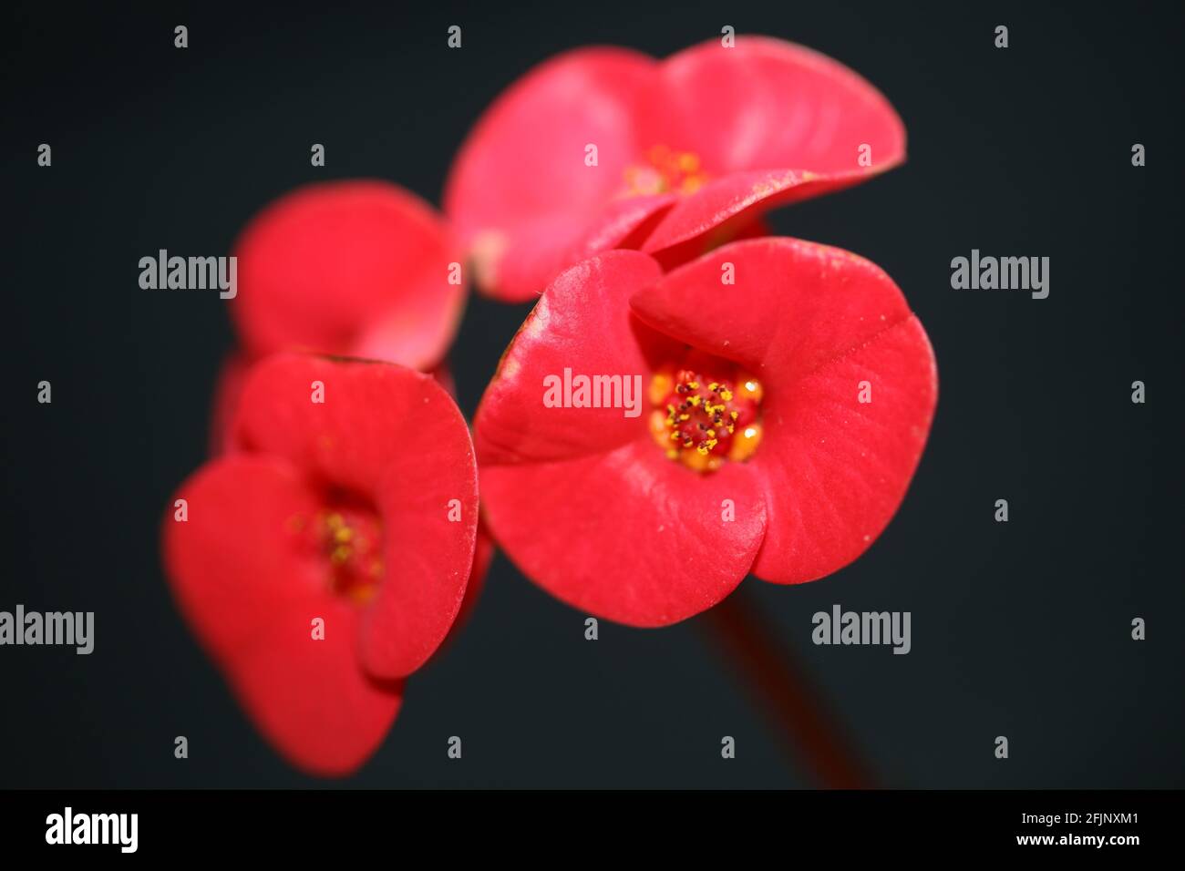 Rote Blume Nahaufnahme der Familie der euporbia milii, der familie der euporbiaceae, botanisch modern Hochwertige Großformatdrucke Stockfoto