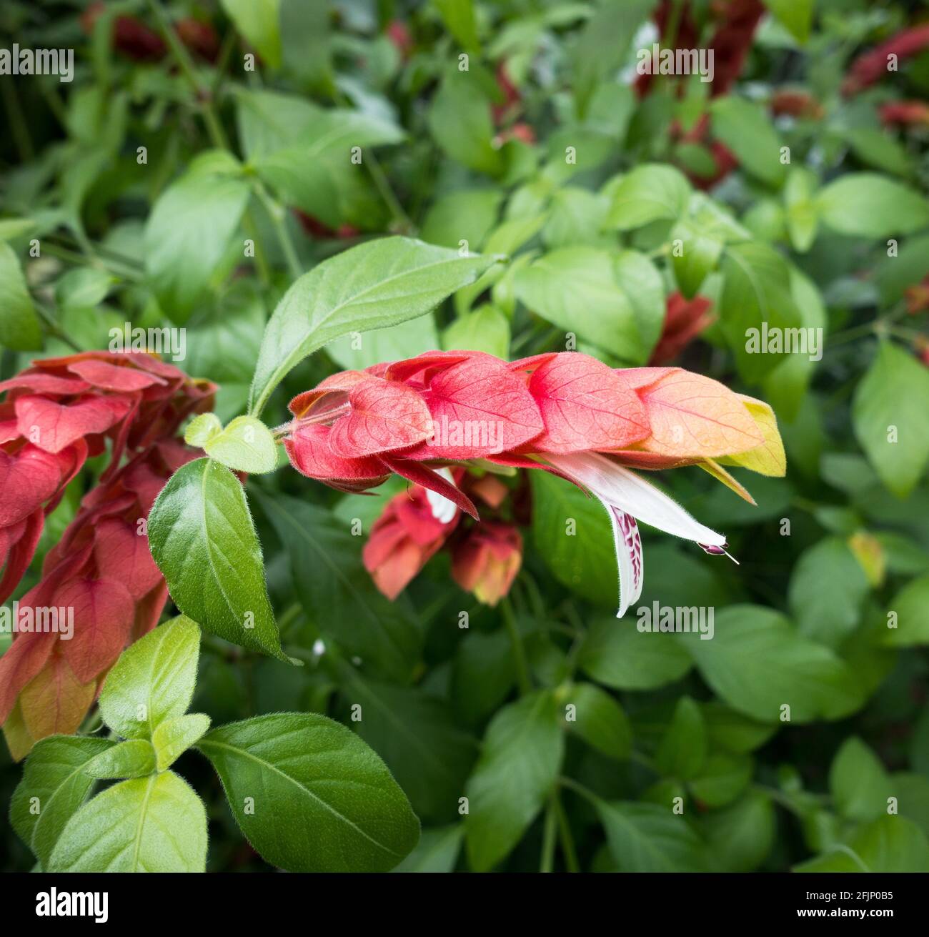 Eine Justicia brandegeeana, die als mexikanische Garnelenpflanze bekannt ist Stockfoto