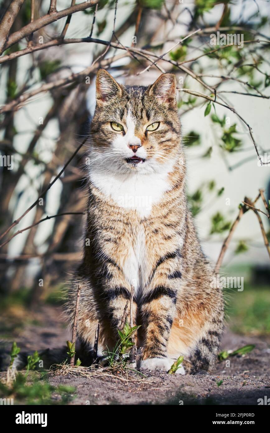 Eine wunderschöne streunende Katze sitzt im Busch und schaut auf die Kamera. Stockfoto