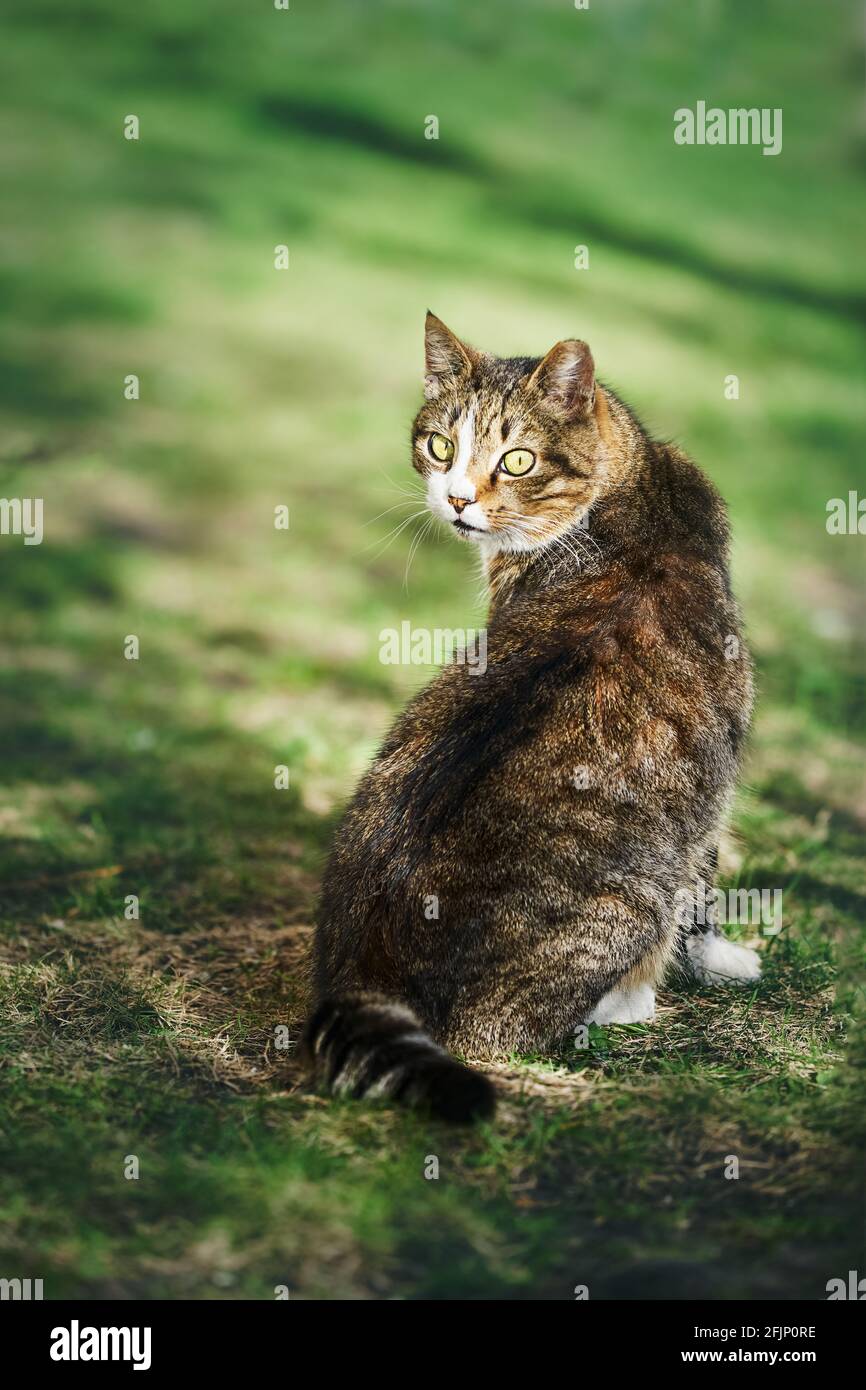 Eine wunderschöne streunende Katze sitzt im grünen Gras und schaut und schaut zur Kamera. Kopierbereich, selektiver Fokus Stockfoto