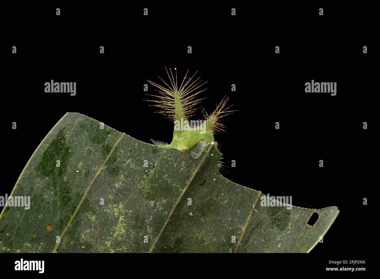 Nahaufnahme der schönen grünen Brennnessel Schnecke Raupe auf Grüne Blätter Stockfoto