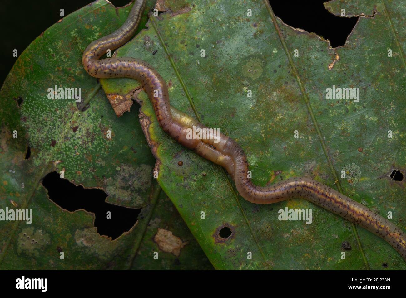 Makrobild von Wildtierwürmern paaren sich auf dem Grün Blätter Stockfoto
