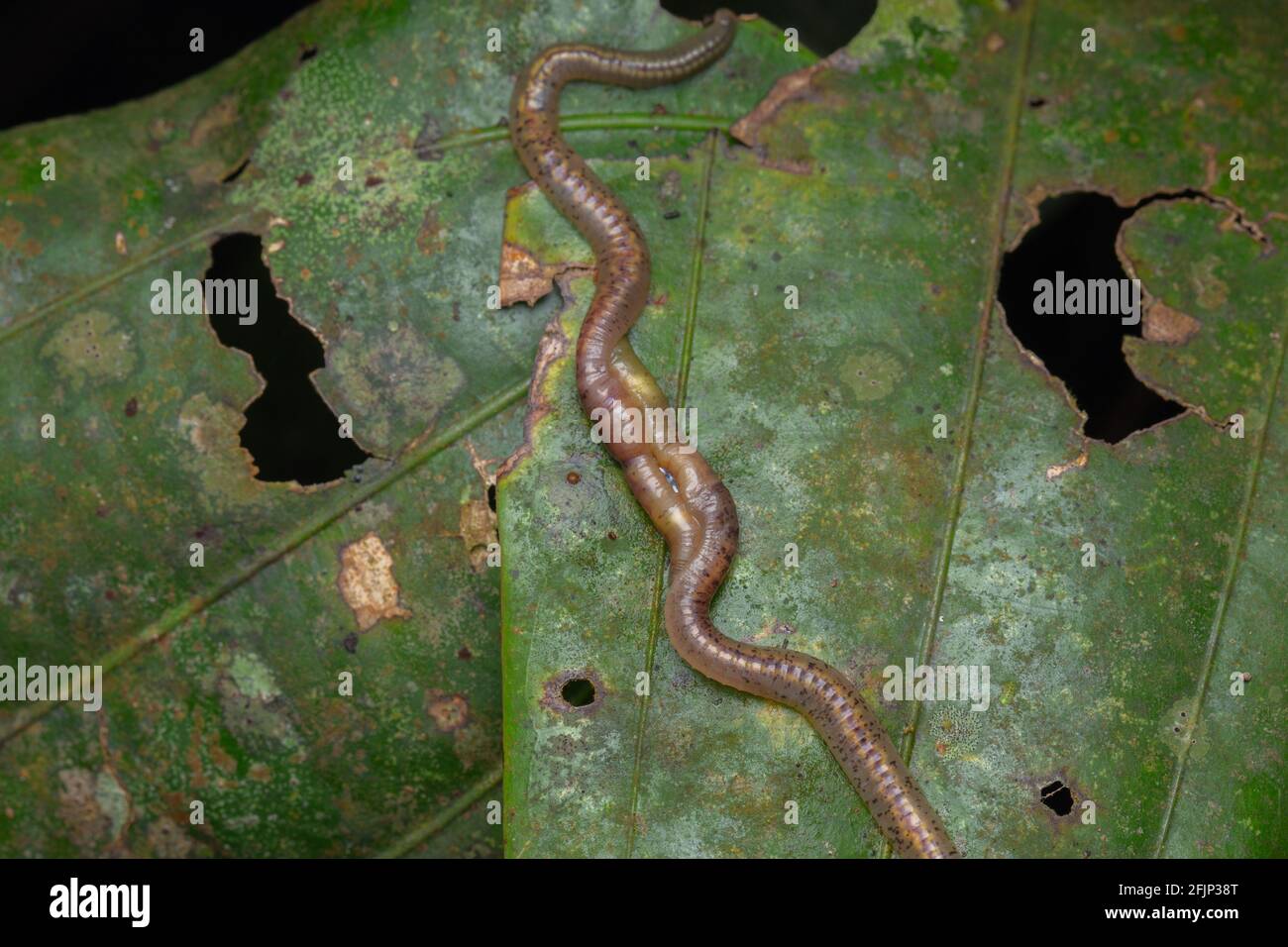Makrobild von Wildtierwürmern paaren sich auf dem Grün Blätter Stockfoto