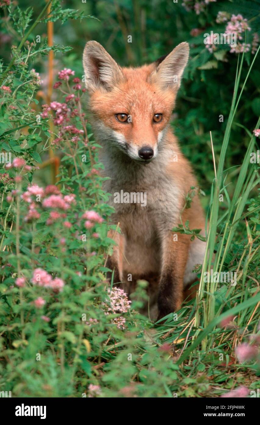 Rotfuchs (Vulpes vulpes), Jungtier, Hessen, Deutschland Stockfoto