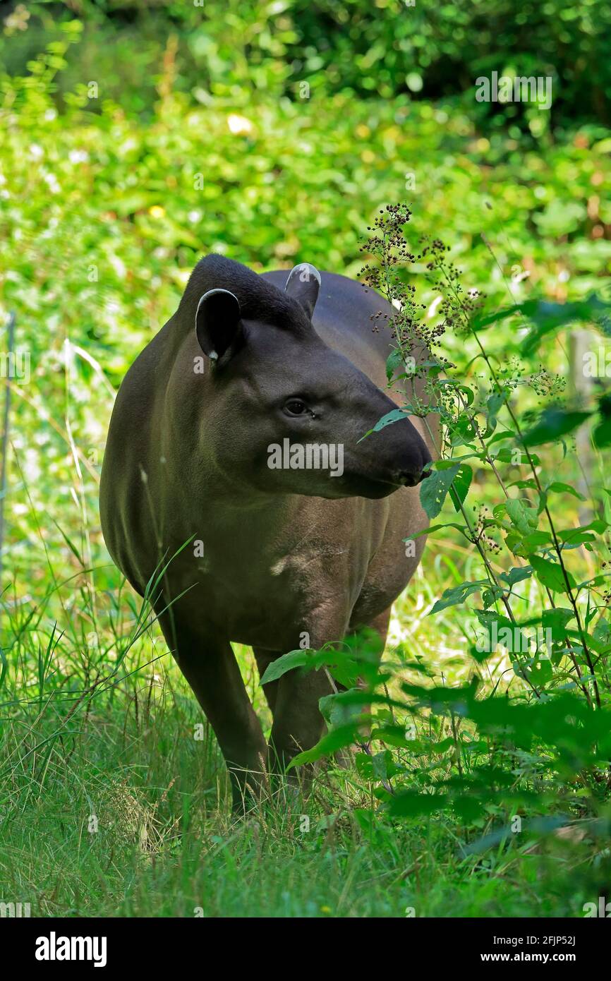 Flachlandtapir (Tapirus terrestris), erwachsen, Futter, gefangen Stockfoto