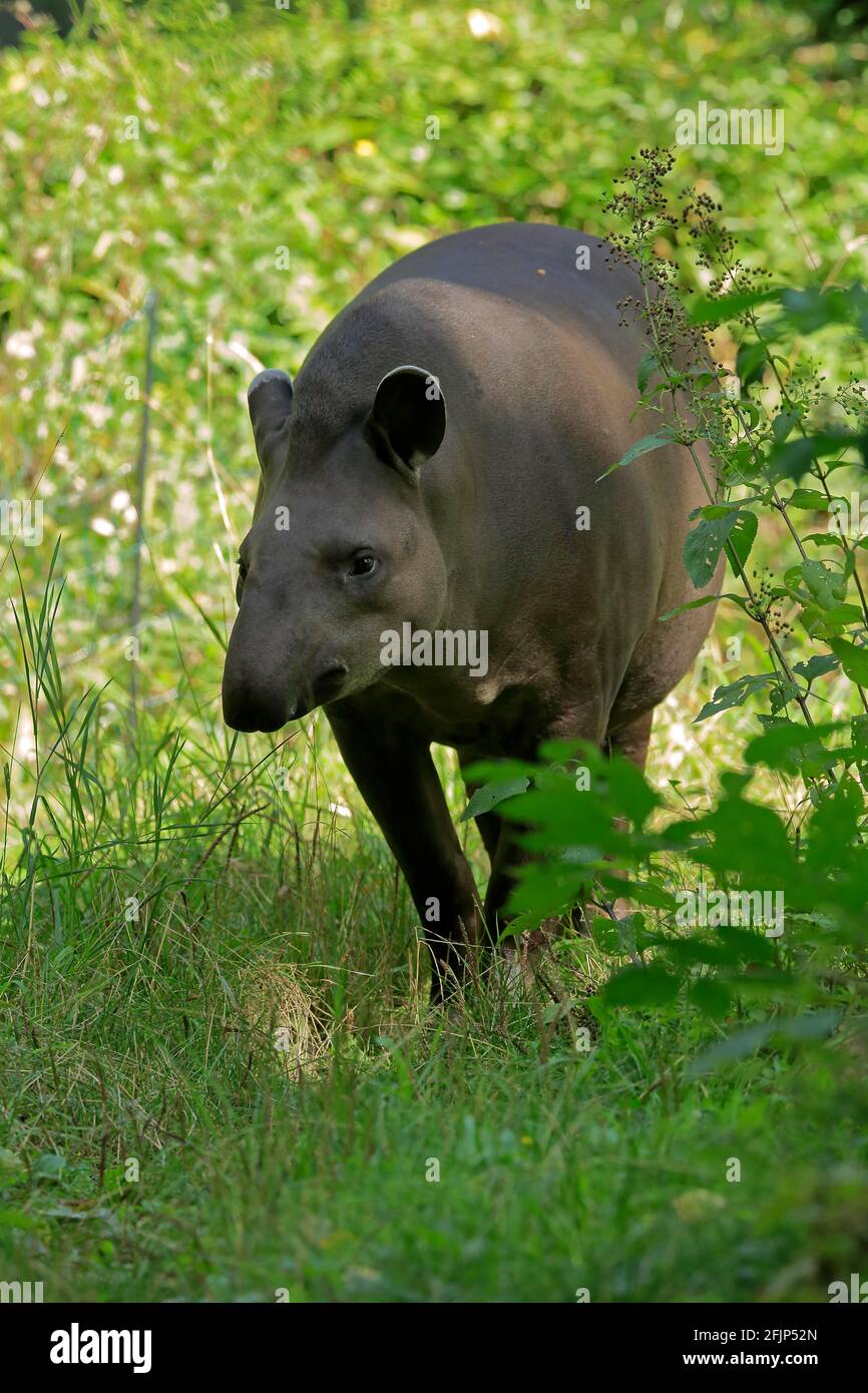 Flachlandtapir (Tapirus terrestris), erwachsen, Futter, gefangen Stockfoto