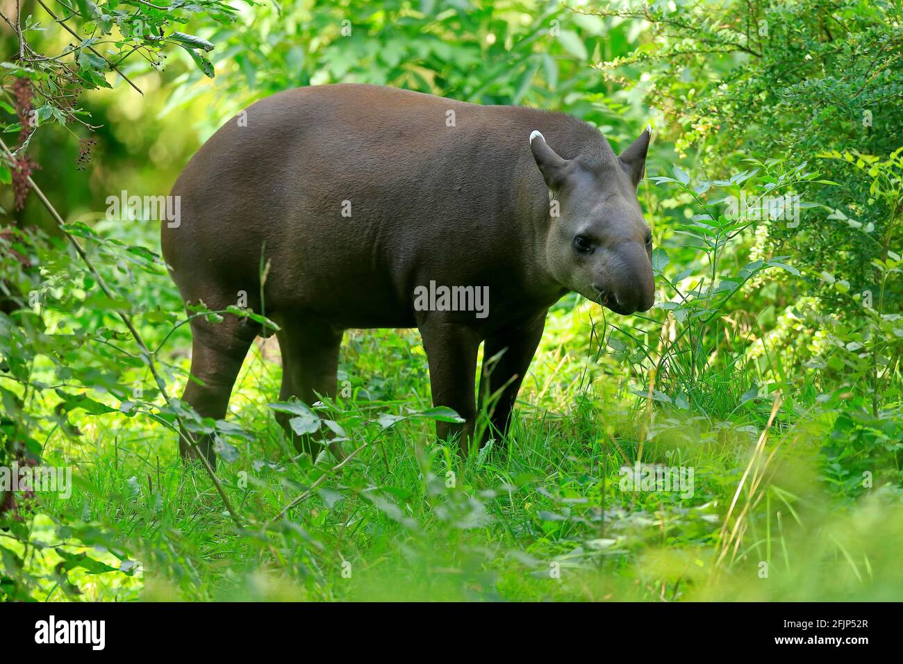 Flachlandtapir (Tapirus terrestris), erwachsen, Futter, gefangen Stockfoto