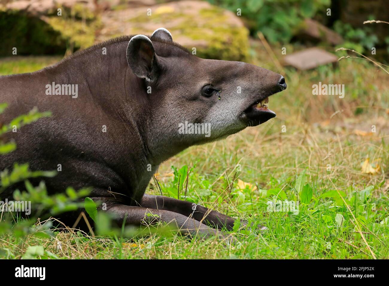 Flachlandtapir (Tapirus terrestris), Erwachsener, Porträt, Flehmer, Gefangener Stockfoto