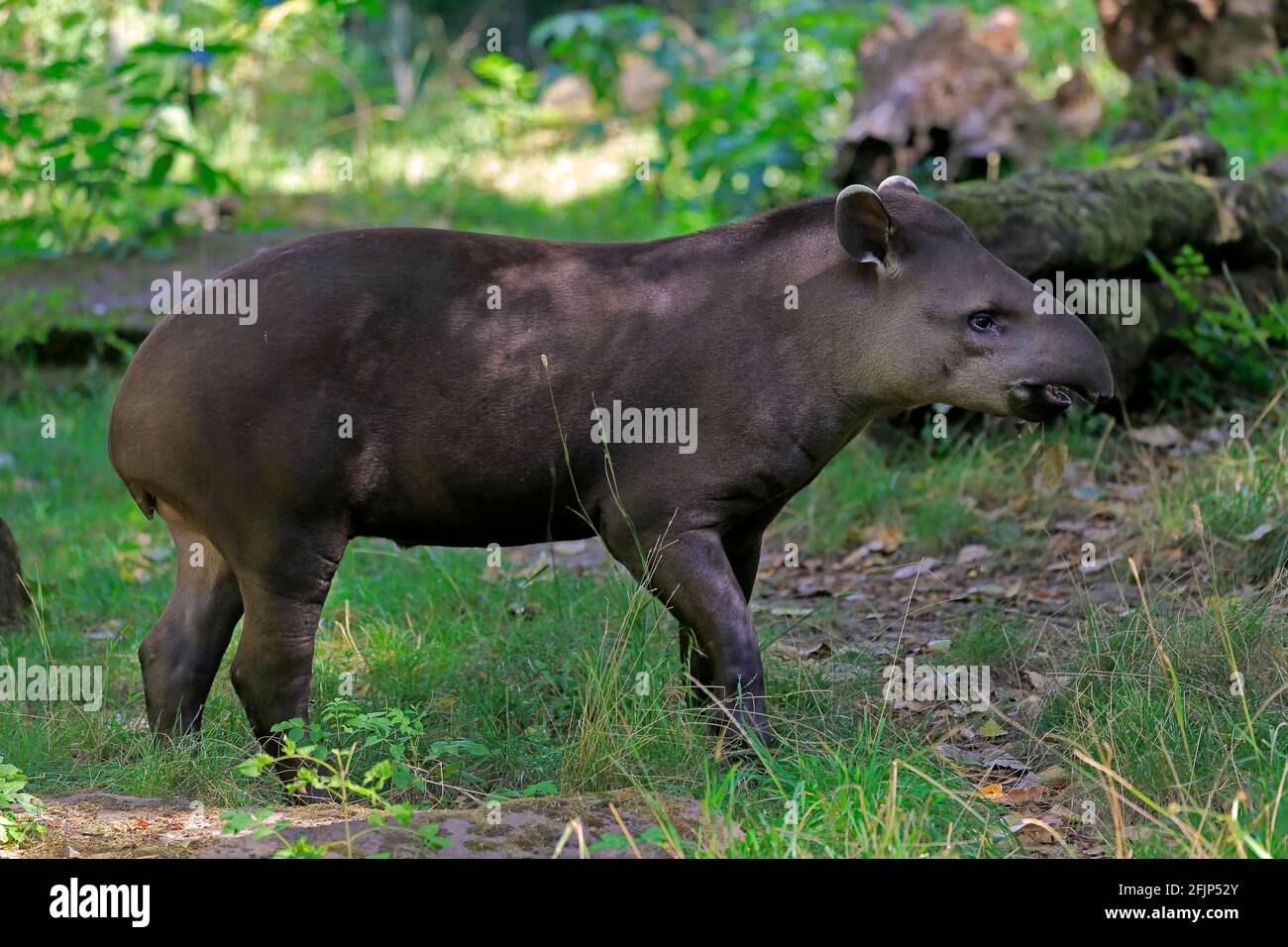 Flachlandtapir (Tapirus terrestris), erwachsen, Futter, gefangen Stockfoto