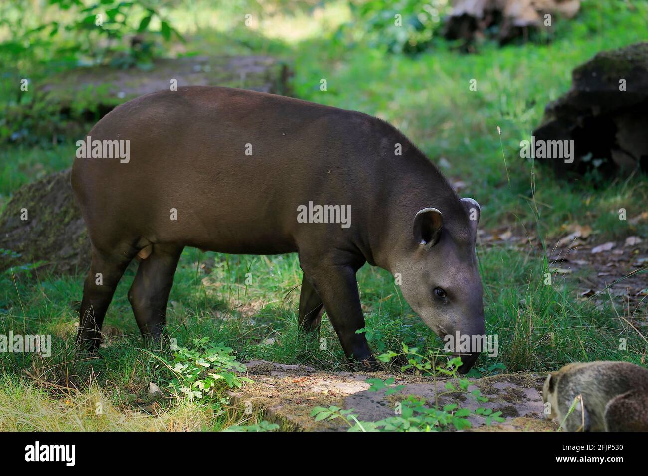 Flachlandtapir (Tapirus terrestris), erwachsen, Futter, gefangen Stockfoto