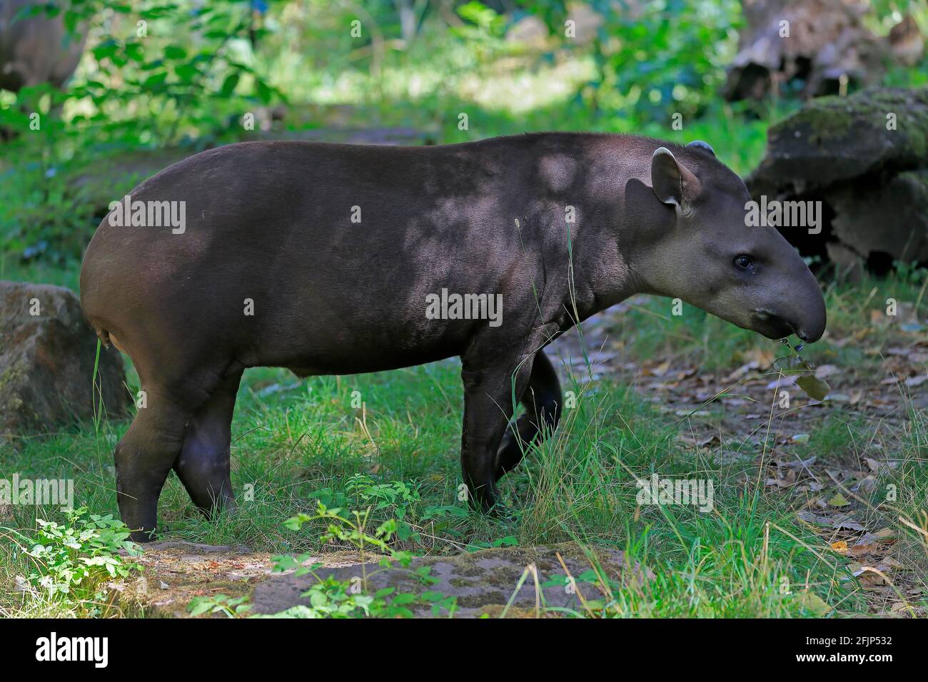 Flachlandtapir (Tapirus terrestris), erwachsen, Futter, gefangen Stockfoto