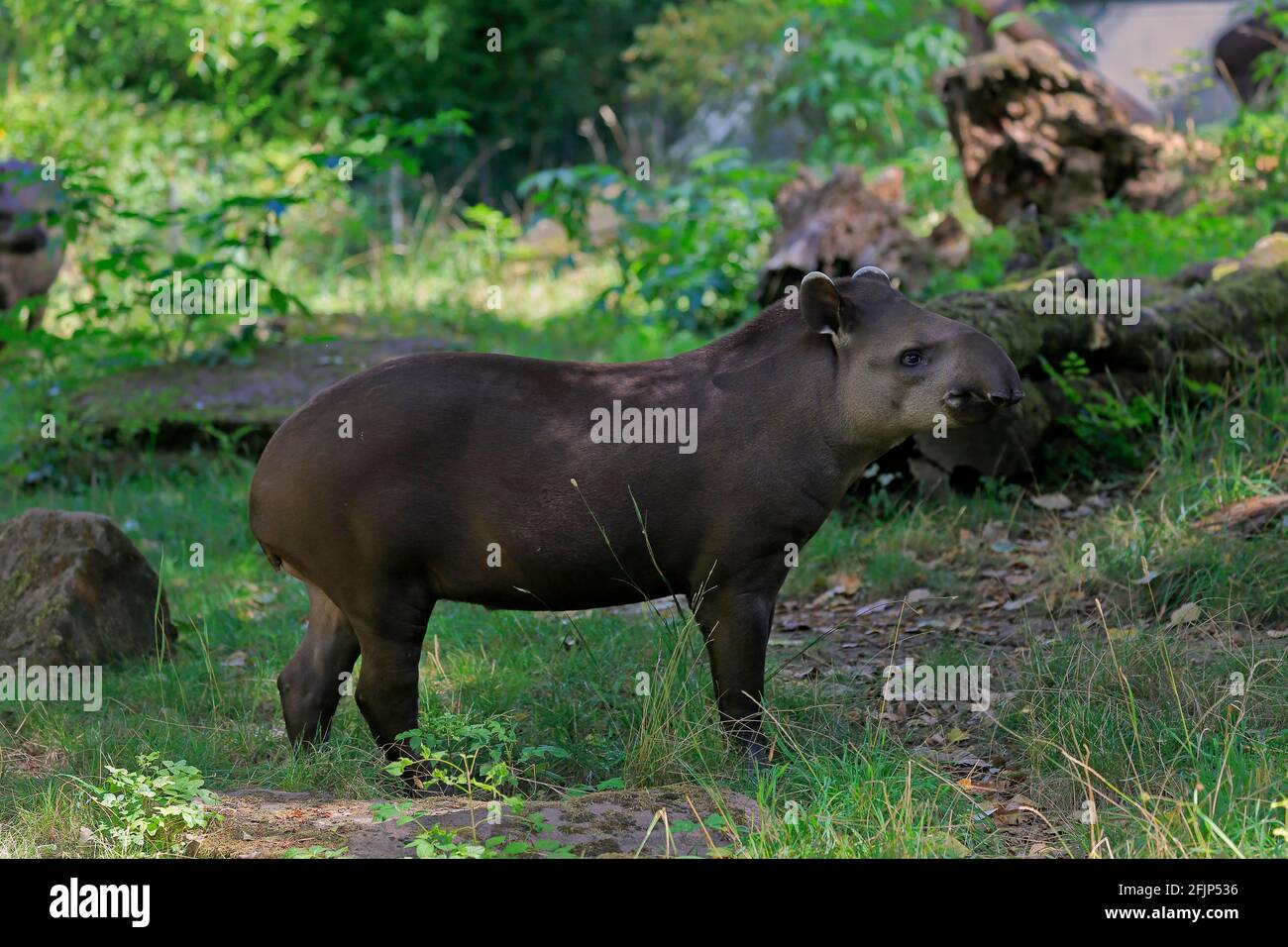 Flachlandtapir (Tapirus terrestris), erwachsen, Futter, gefangen Stockfoto
