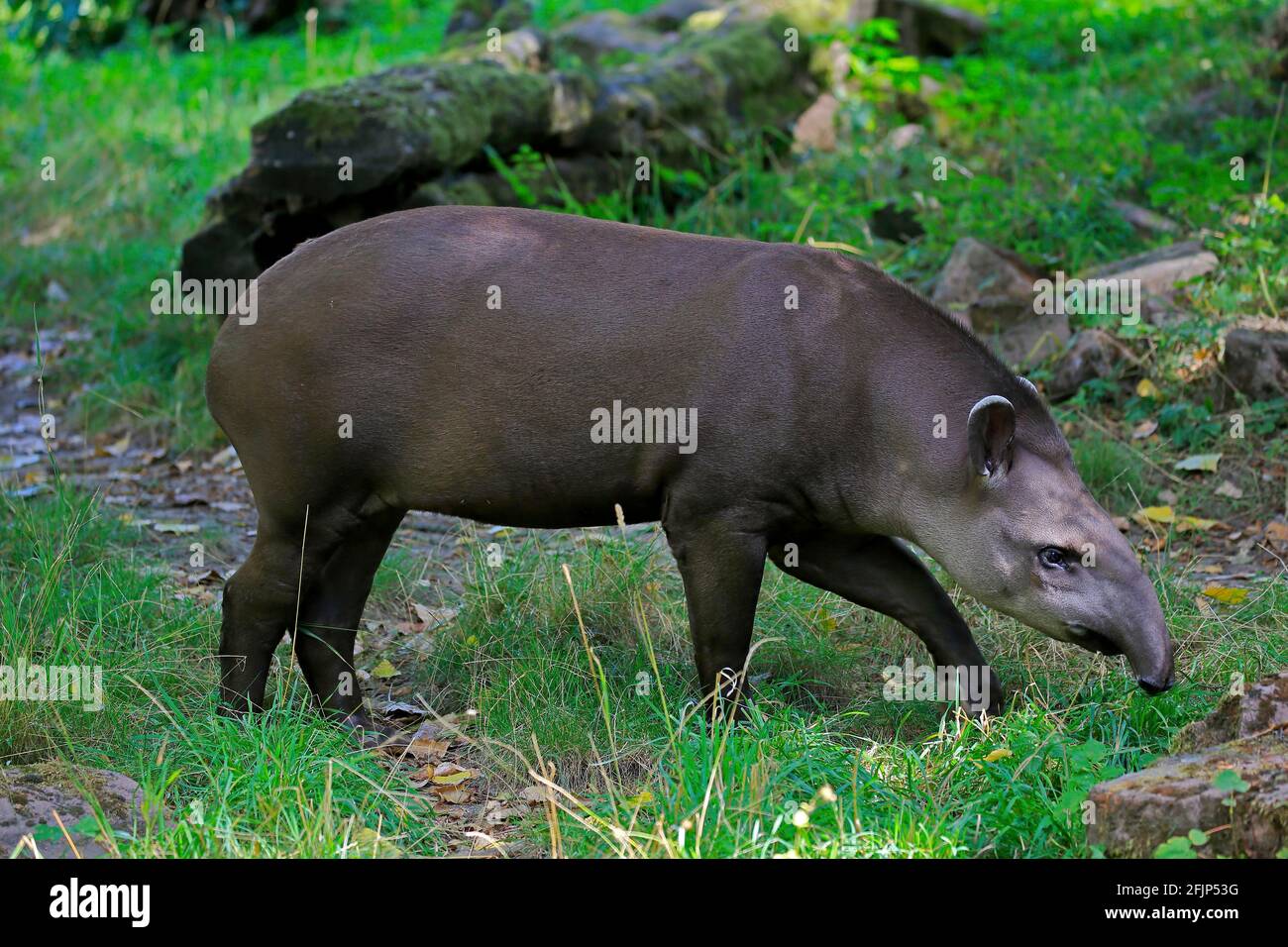 Flachlandtapir (Tapirus terrestris), erwachsen, Futter, gefangen Stockfoto