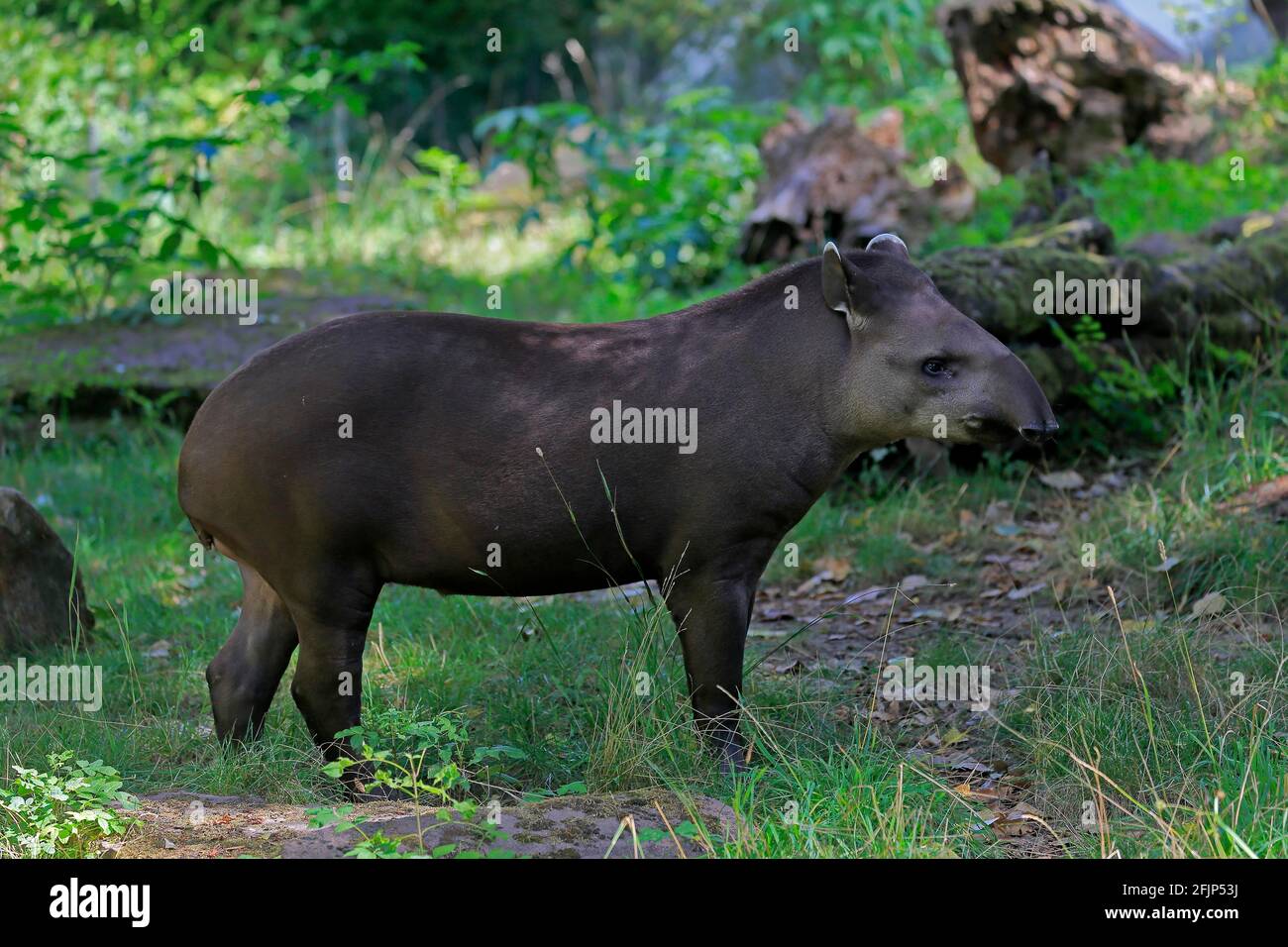 Flachlandtapir (Tapirus terrestris), erwachsen, Futter, gefangen Stockfoto