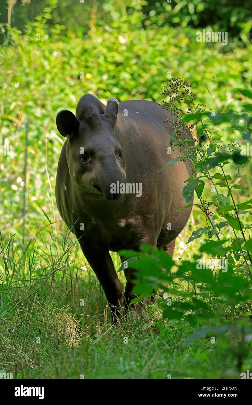 Flachlandtapir (Tapirus terrestris), erwachsen, Futter, gefangen Stockfoto