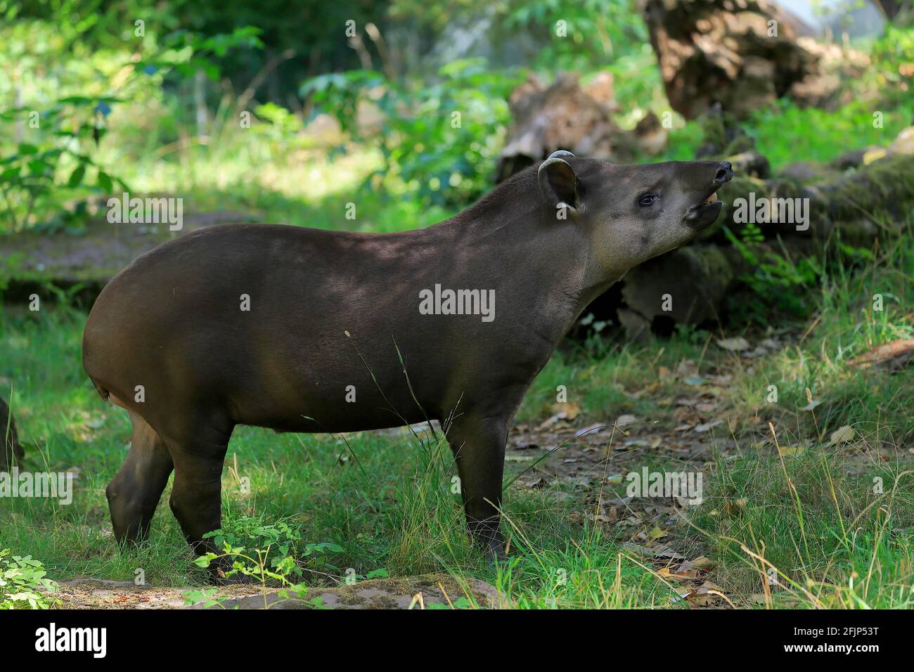 Flachlandtapir (Tapirus terrestris), erwachsen, Futter, gefangen Stockfoto