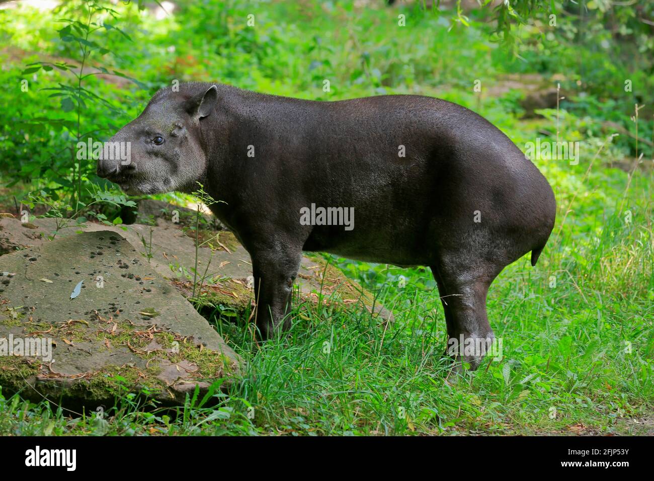 Flachlandtapir (Tapirus terrestris), erwachsen, Futter, gefangen Stockfoto
