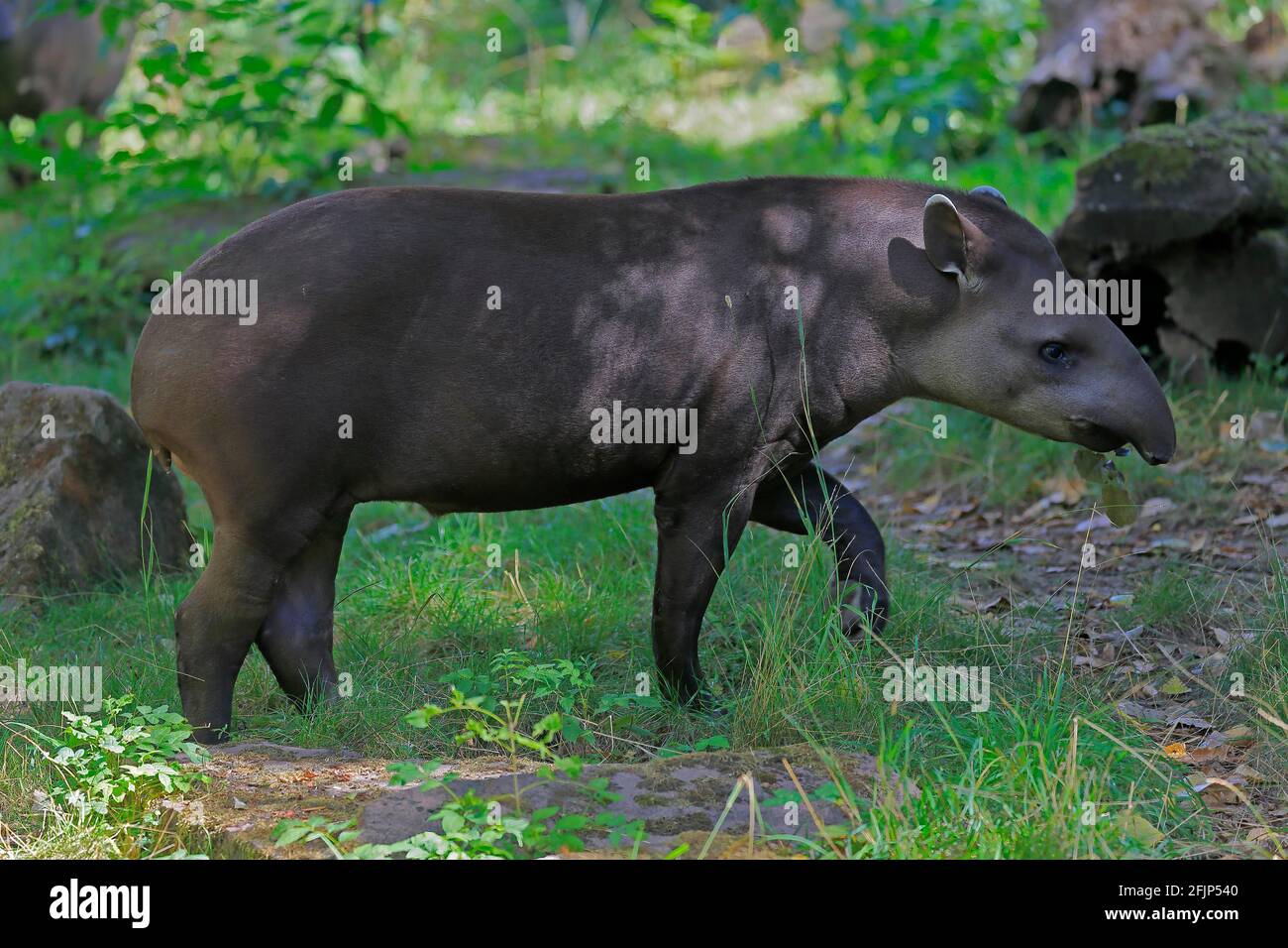 Flachlandtapir (Tapirus terrestris), erwachsen, Futter, gefangen Stockfoto