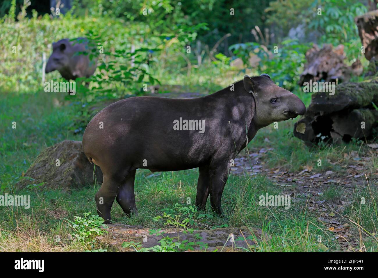 Flachlandtapir (Tapirus terrestris), erwachsen, Futter, gefangen Stockfoto