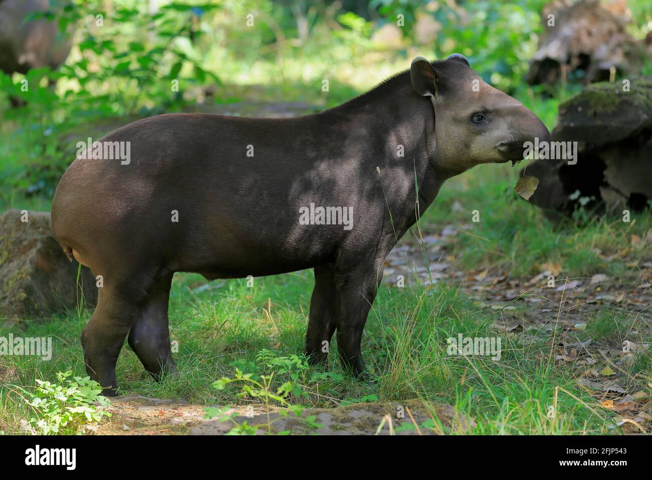 Flachlandtapir (Tapirus terrestris), erwachsen, Futter, gefangen Stockfoto