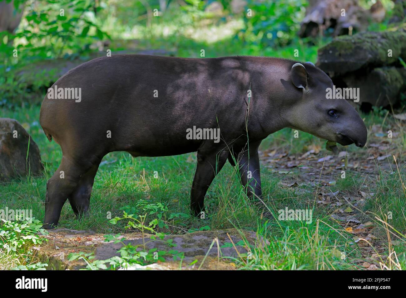 Flachlandtapir (Tapirus terrestris), erwachsen, Futter, gefangen Stockfoto