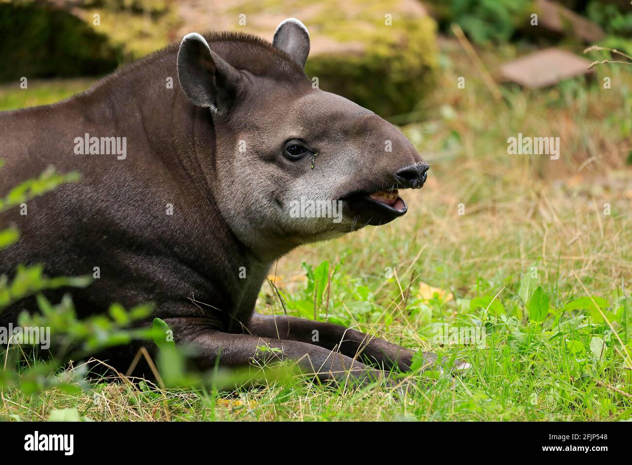 Flachlandtapir (Tapirus terrestris), Erwachsener, Porträt, Flehmer, Gefangener Stockfoto