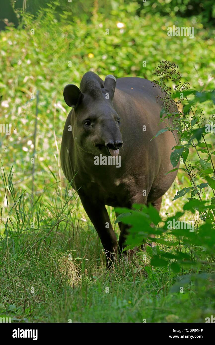 Flachlandtapir (Tapirus terrestris), erwachsen, Futter, gefangen Stockfoto