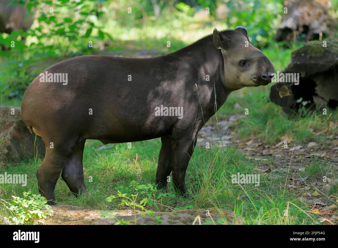 Flachlandtapir (Tapirus terrestris), erwachsen, Futter, gefangen Stockfoto