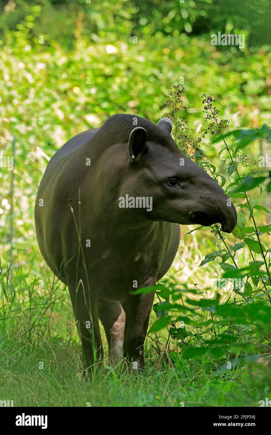 Flachlandtapir (Tapirus terrestris), erwachsen, Futter, gefangen Stockfoto