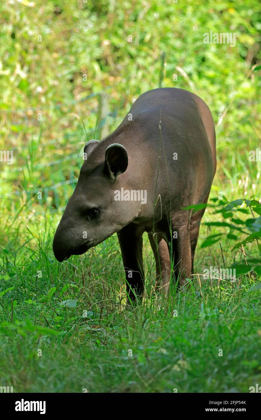 Flachlandtapir (Tapirus terrestris), erwachsen, Futter, gefangen Stockfoto