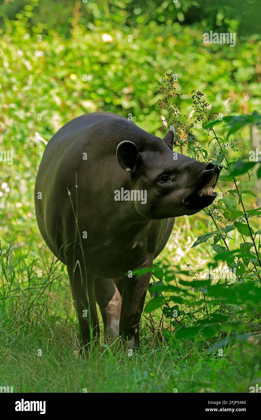 Flachlandtapir (Tapirus terrestris), erwachsen, Futter, gefangen Stockfoto