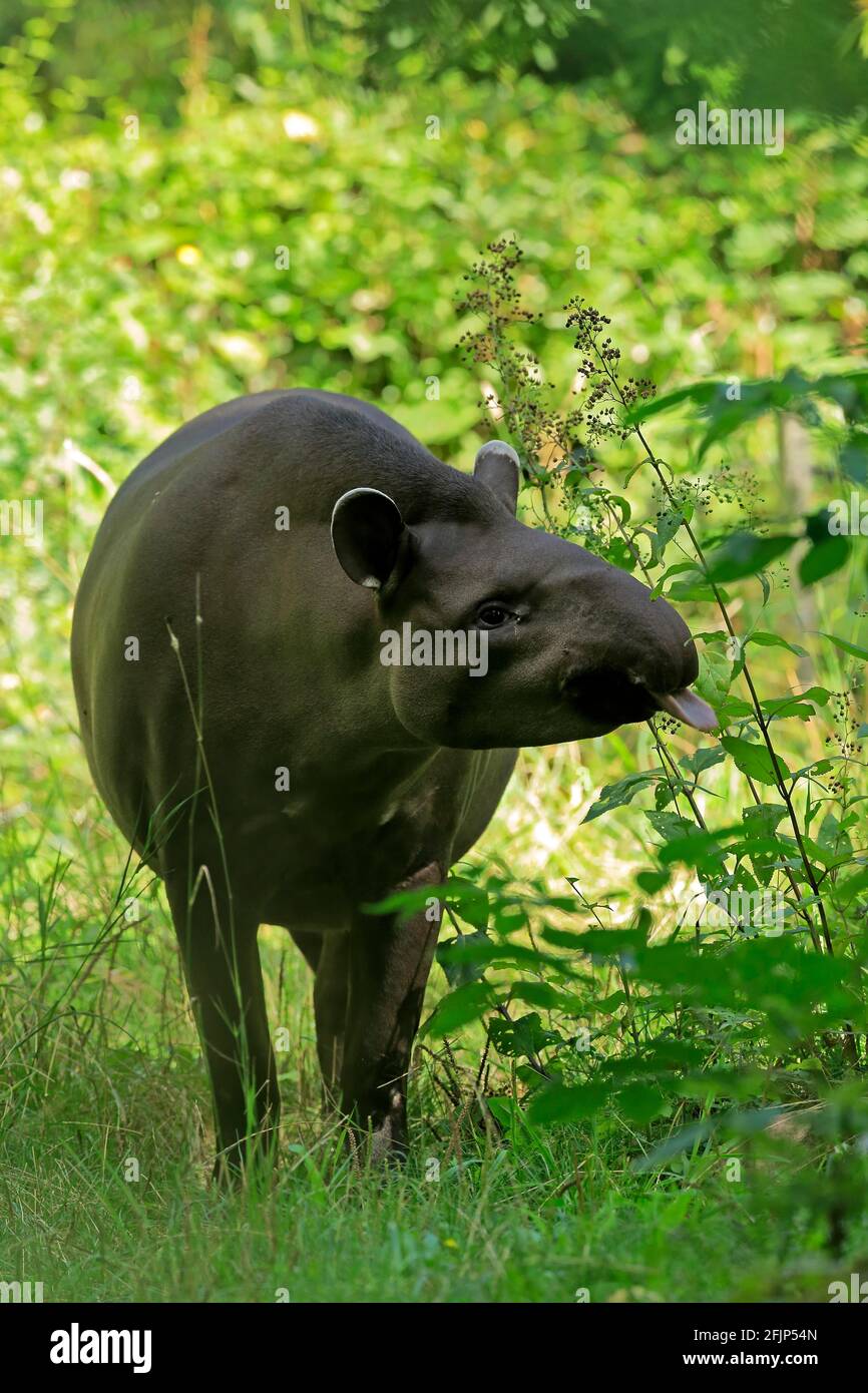Flachlandtapir (Tapirus terrestris), erwachsen, Futter, gefangen Stockfoto