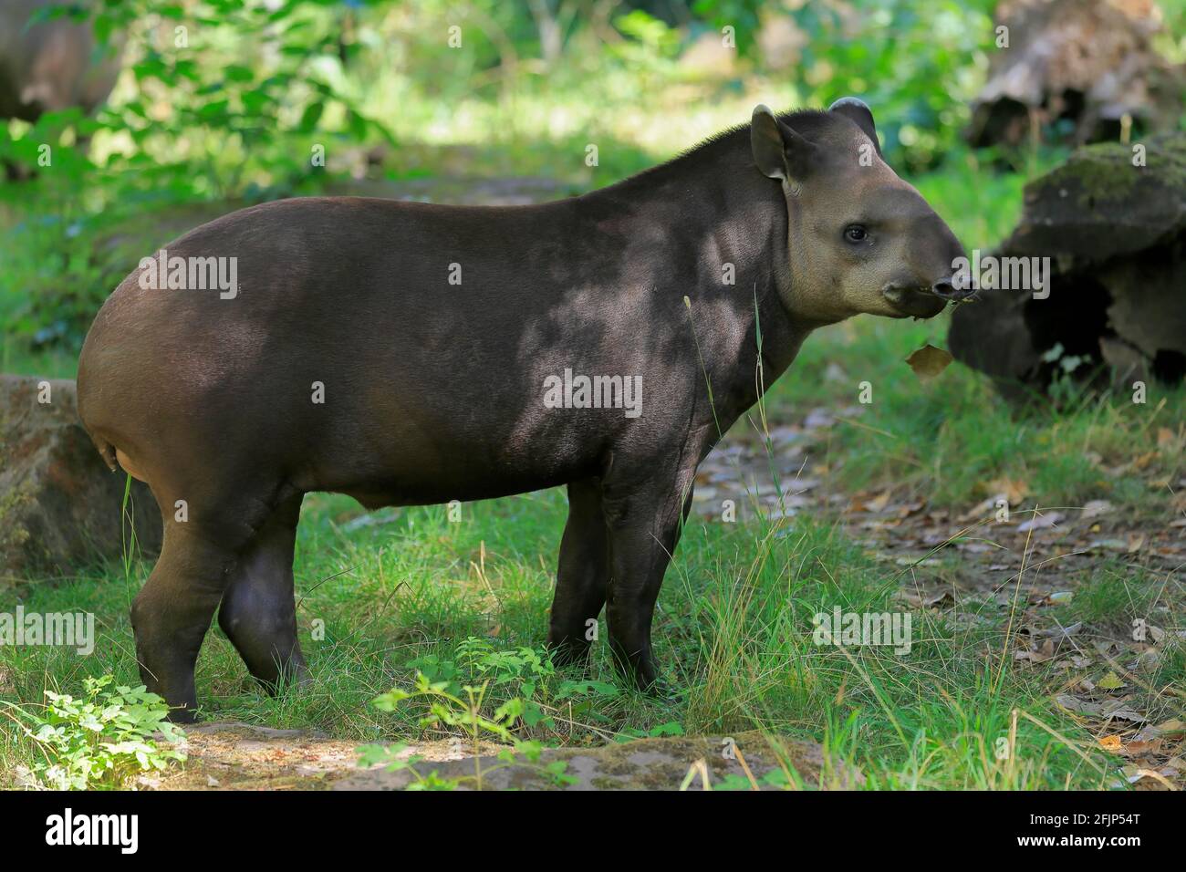 Flachlandtapir (Tapirus terrestris), erwachsen, Futter, gefangen Stockfoto