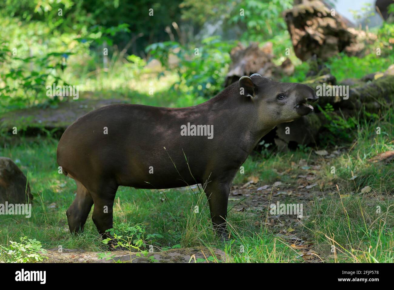 Flachlandtapir (Tapirus terrestris), erwachsen, Futter, gefangen Stockfoto