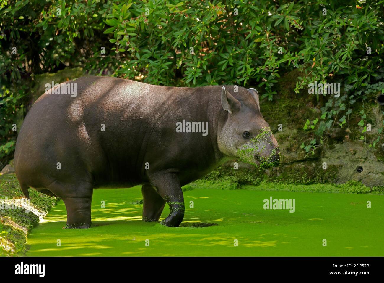 Flachlandtapir (Tapirus terrestris), erwachsen, Futter, im Wasser, gefangen Stockfoto