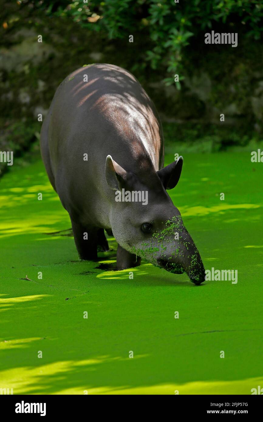 Flachlandtapir (Tapirus terrestris), erwachsen, Futter, im Wasser, gefangen Stockfoto