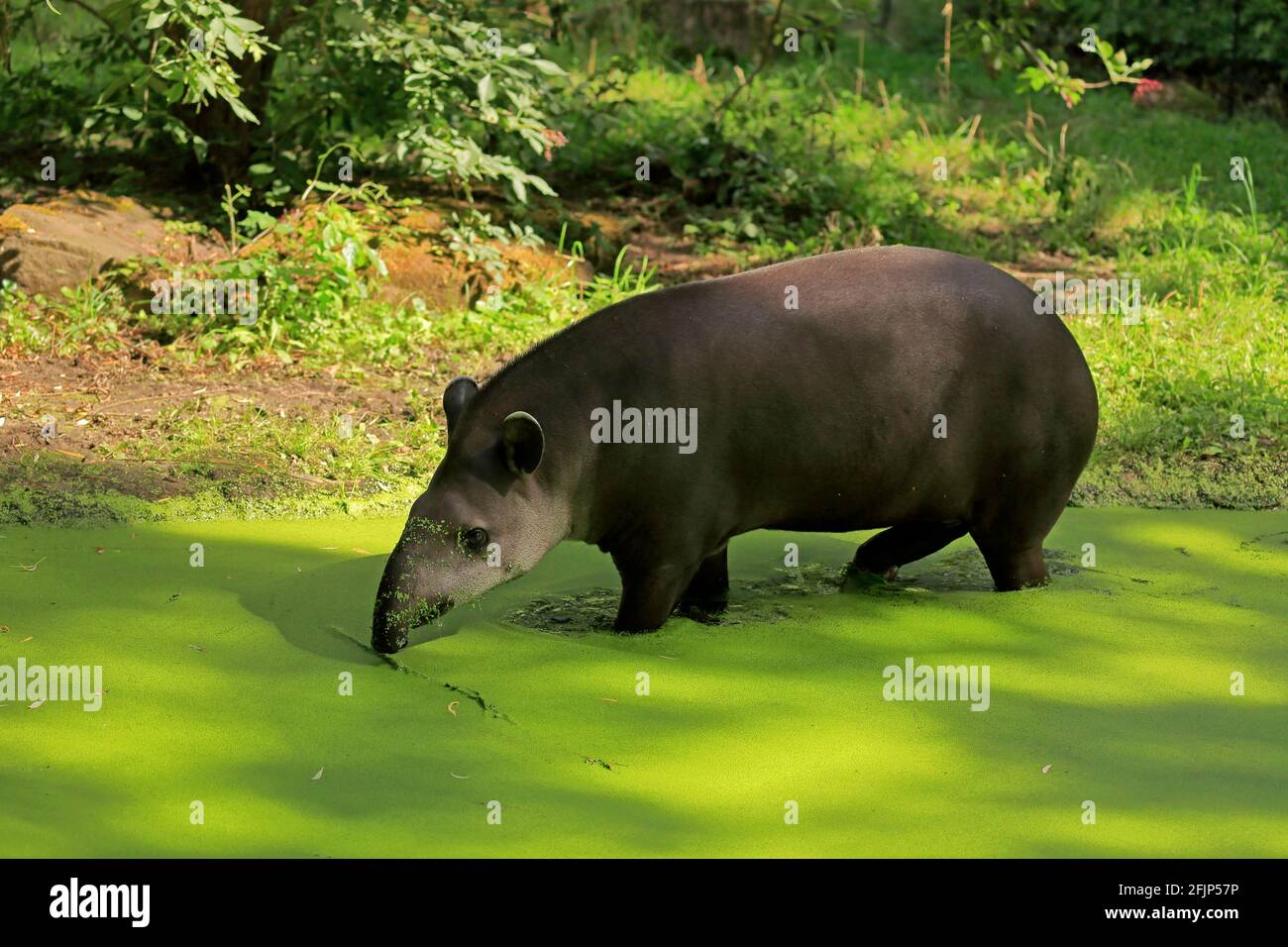 Flachlandtapir (Tapirus terrestris), erwachsen, Futter, im Wasser, gefangen Stockfoto