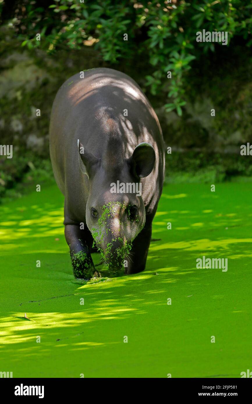 Flachlandtapir (Tapirus terrestris), erwachsen, Futter, im Wasser, gefangen Stockfoto