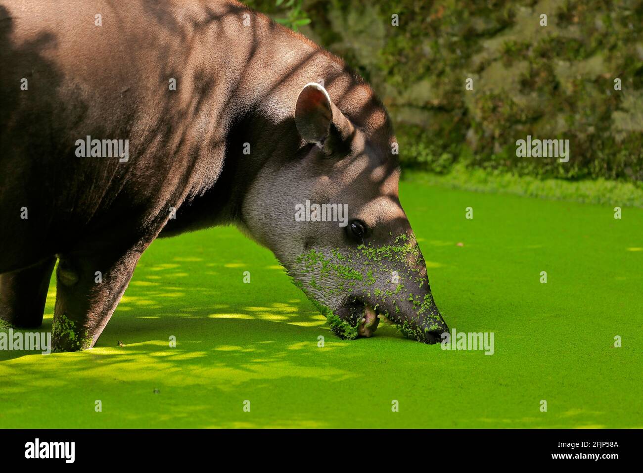 Flachlandtapir (Tapirus terrestris), erwachsen, Futter, gefangen Stockfoto