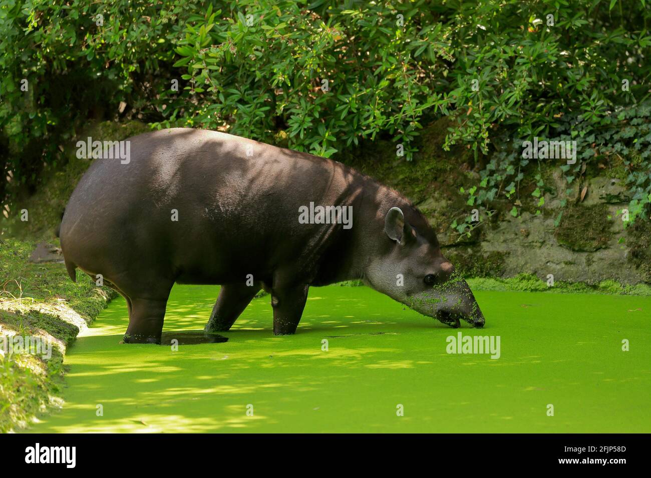 Flachlandtapir (Tapirus terrestris), erwachsen, Futter, im Wasser, gefangen Stockfoto