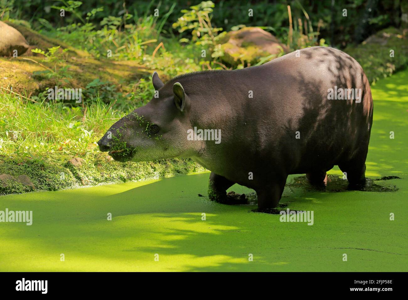 Flachlandtapir (Tapirus terrestris), erwachsen, Futter, im Wasser, gefangen Stockfoto